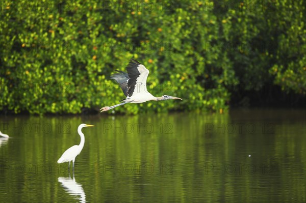 Wood Stork