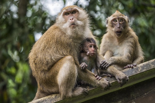 Long-tailed macaque