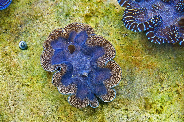Coral