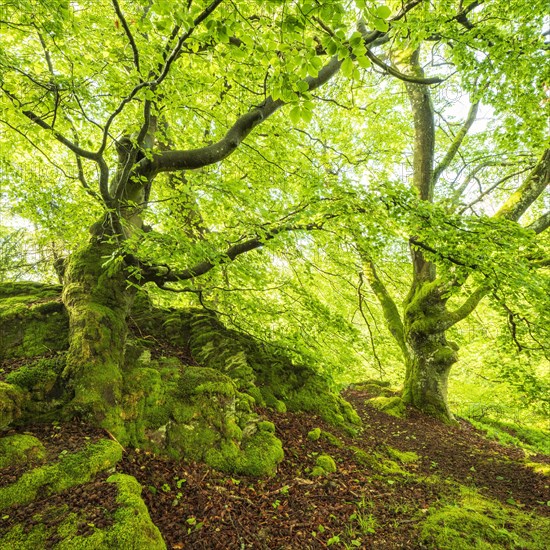 Gnarled old beech trees covered in moss