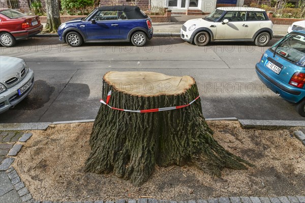 Fallen tree