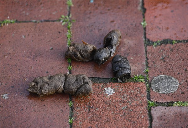 Dog excrement