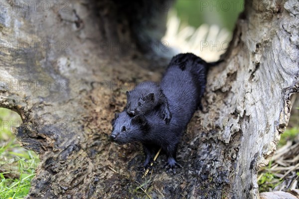 American Mink