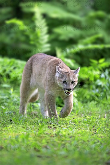 Cougar