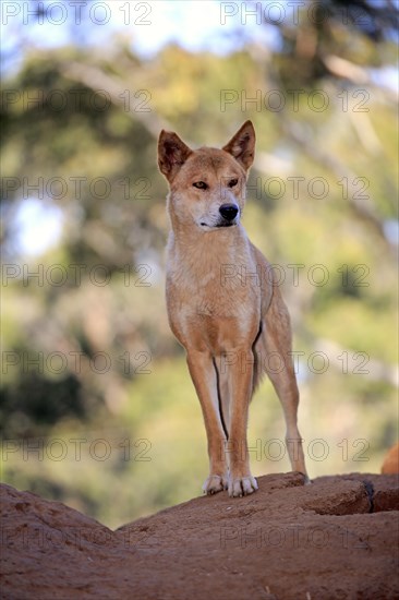 Dingo