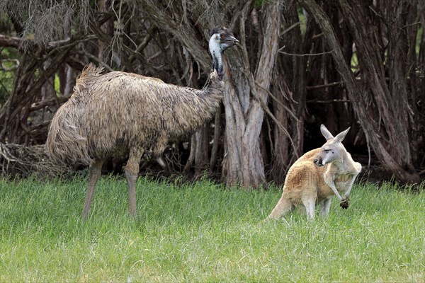 Emu