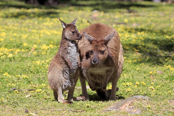 Kangaroo island grey kangaroo