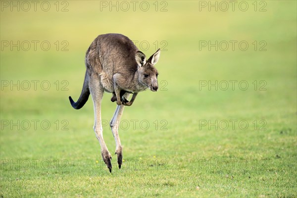 Eastern grey kangaroo