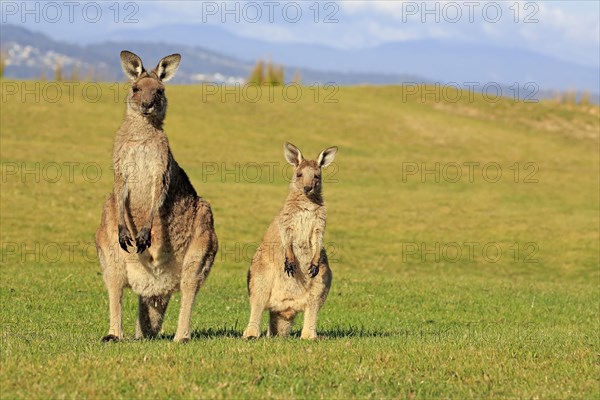 Eastern grey kangaroo