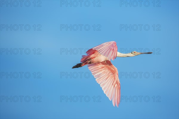 Roseate Spoonbill