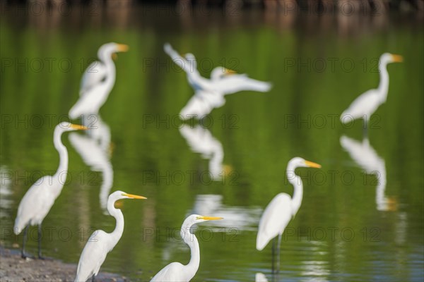 Great white egrets