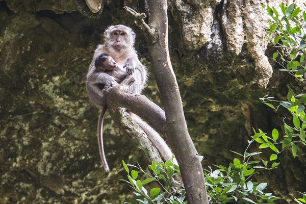 Long-tailed macaque