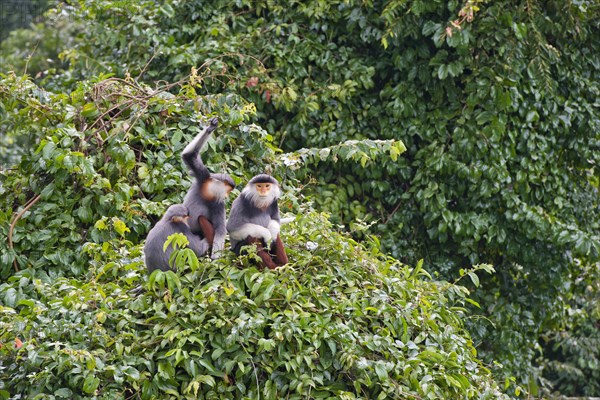 Three red-legged dress monkeys