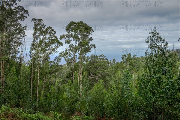 Eucalyptus forest near Achadas da Cruz