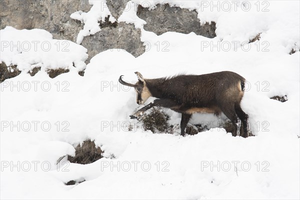 Chamois