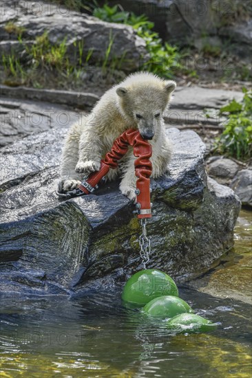 Polar bear cub Hertha