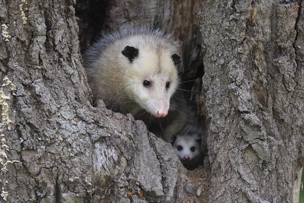 Virginia opossum