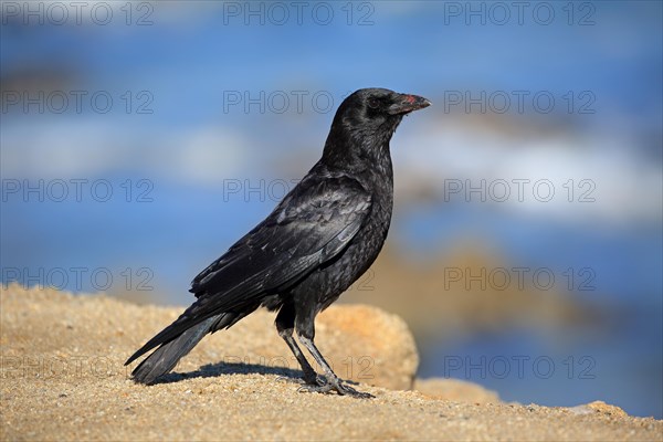 American Crow