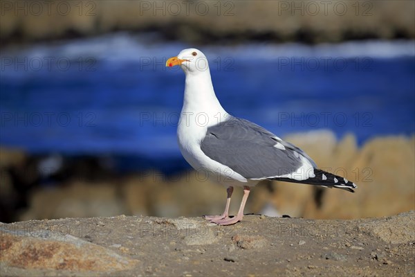 Western Gull