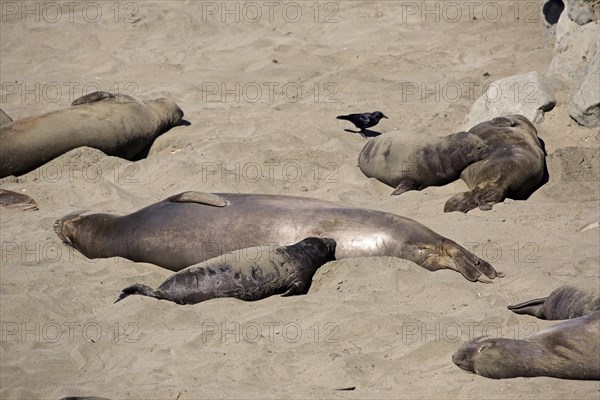 Northern Elephant Seal