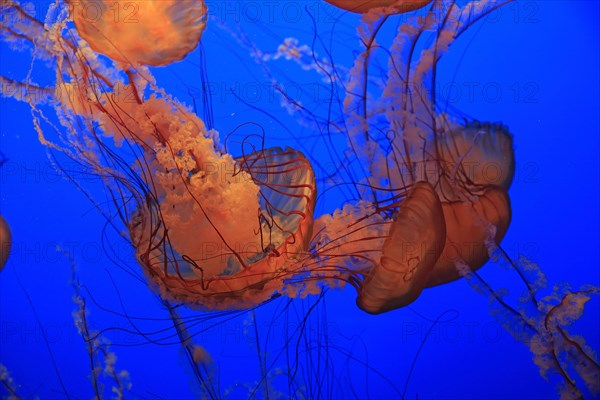 Sea Nettle