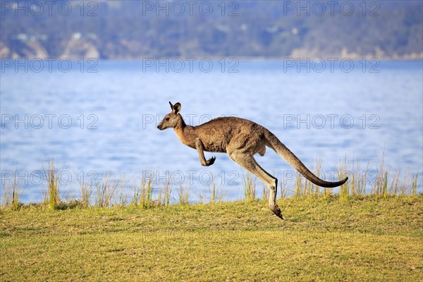 Eastern grey kangaroo