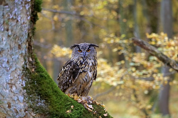 Eurasian Eagle Owl