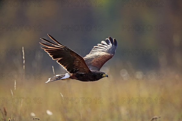 Harris' Hawk