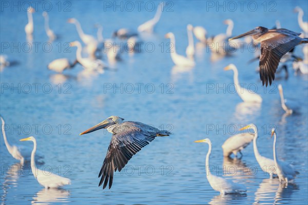 Brown pelicans