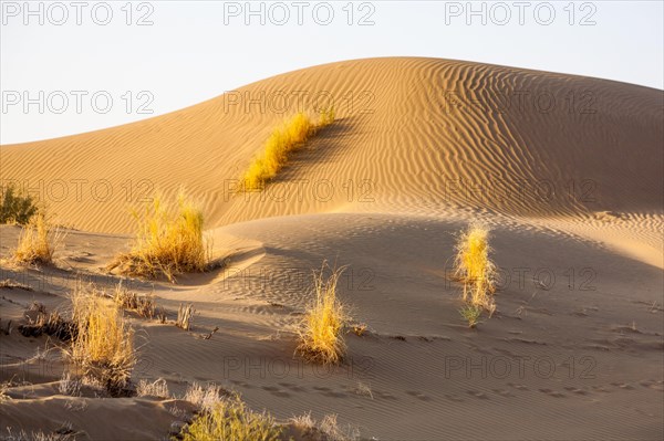 Sand Desert
