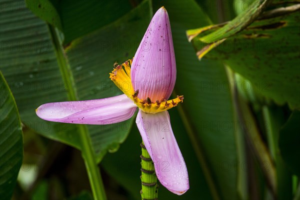 Banana blossom