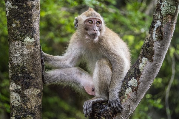 Long-tailed macaque