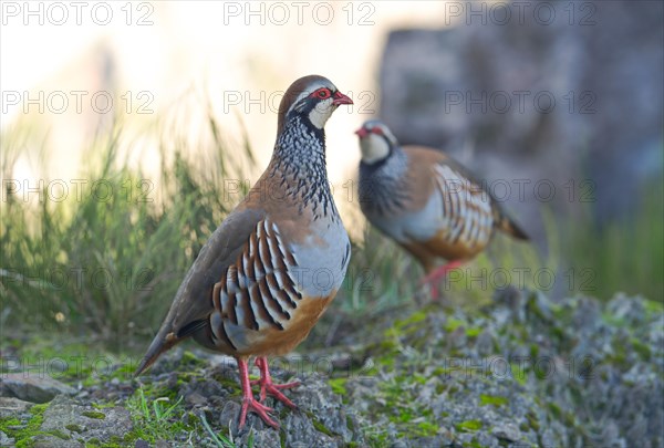 Red-legged partridge