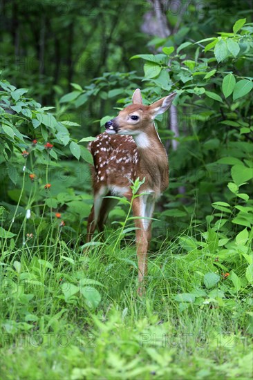 White-tailed deer