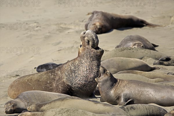 Northern Elephant Seal