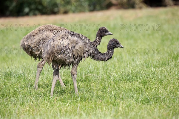 Emu