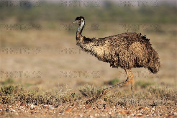 Emu