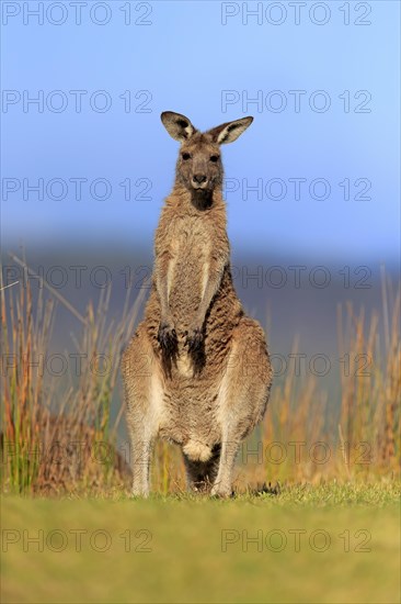 Eastern grey kangaroo