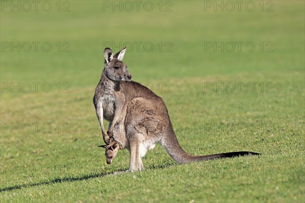 Eastern grey kangaroo