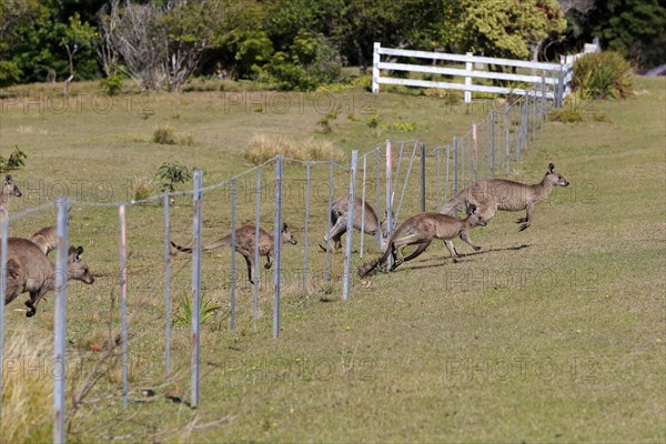 Eastern grey kangaroo