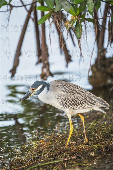 Yellow-crowned Night Heron