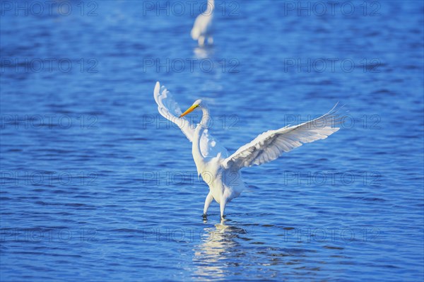 Great white egret