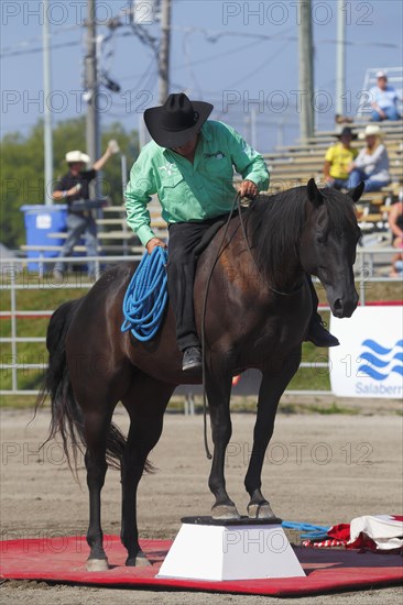 Mustang Showtime at the Rodeo