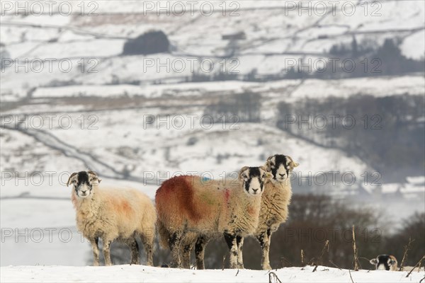 Domestic Sheep