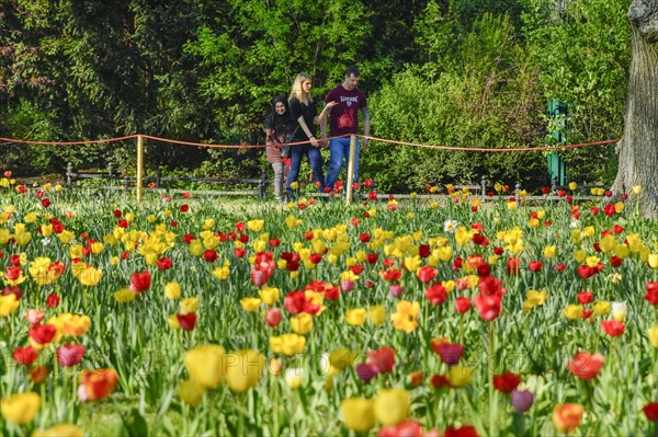 Tulip blossom