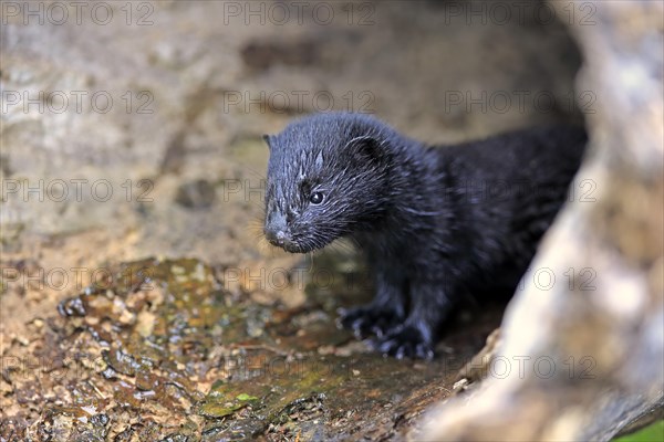 American mink