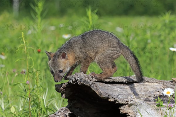 Gray fox