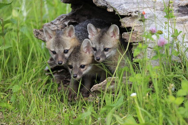 Gray fox