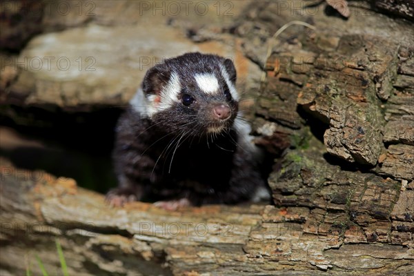 Eastern spotted skunk