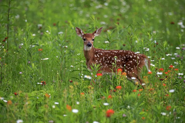 White-tailed deer